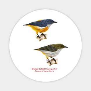 Orange-bellied Flowerpecker | Dicaeum trigonostigma ⚥ Magnet